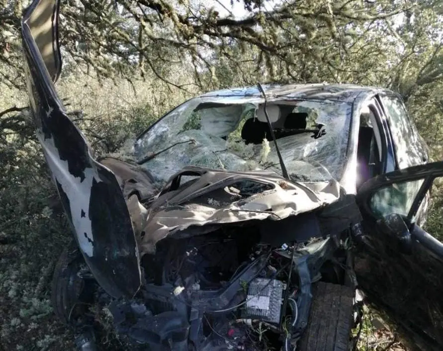 accidente con ciervo archivo