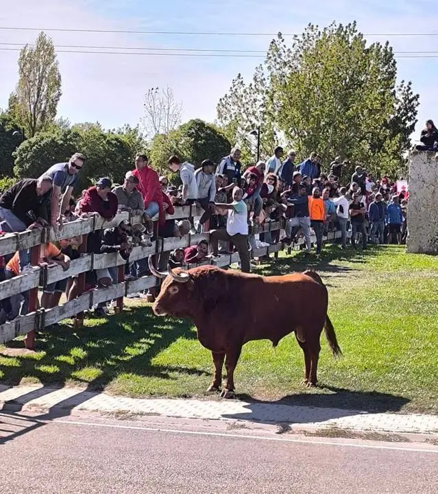 Toro de la Vega