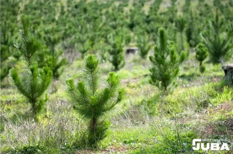 Juba Plantación Zamora