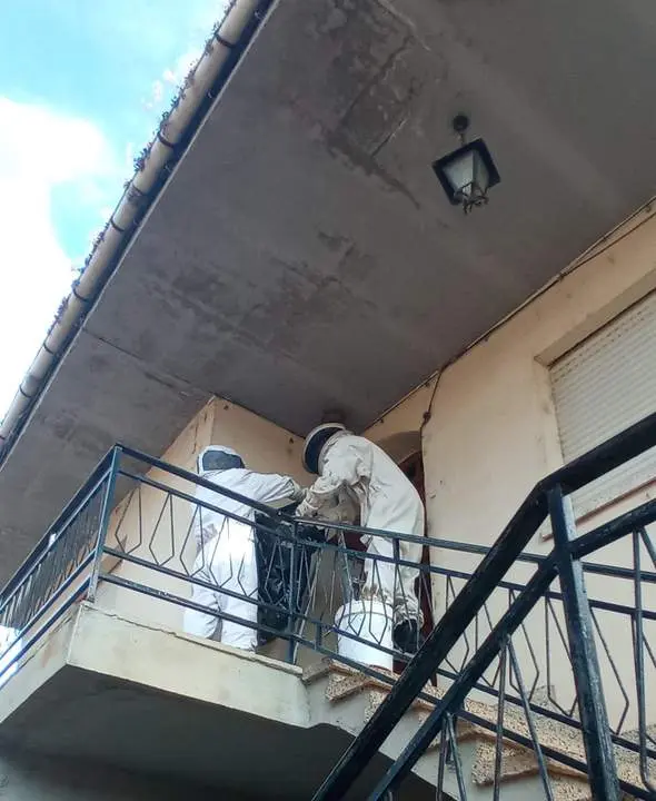nido de Vespa velutina en la localidad de San Pedro de Ceque