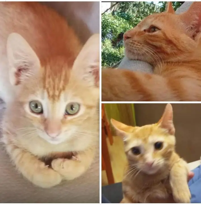 Chapa, gato desaparecido