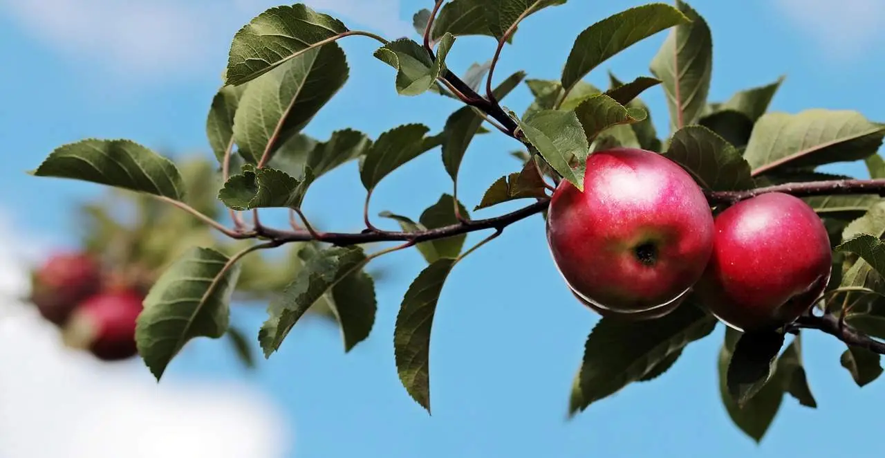 Manzana