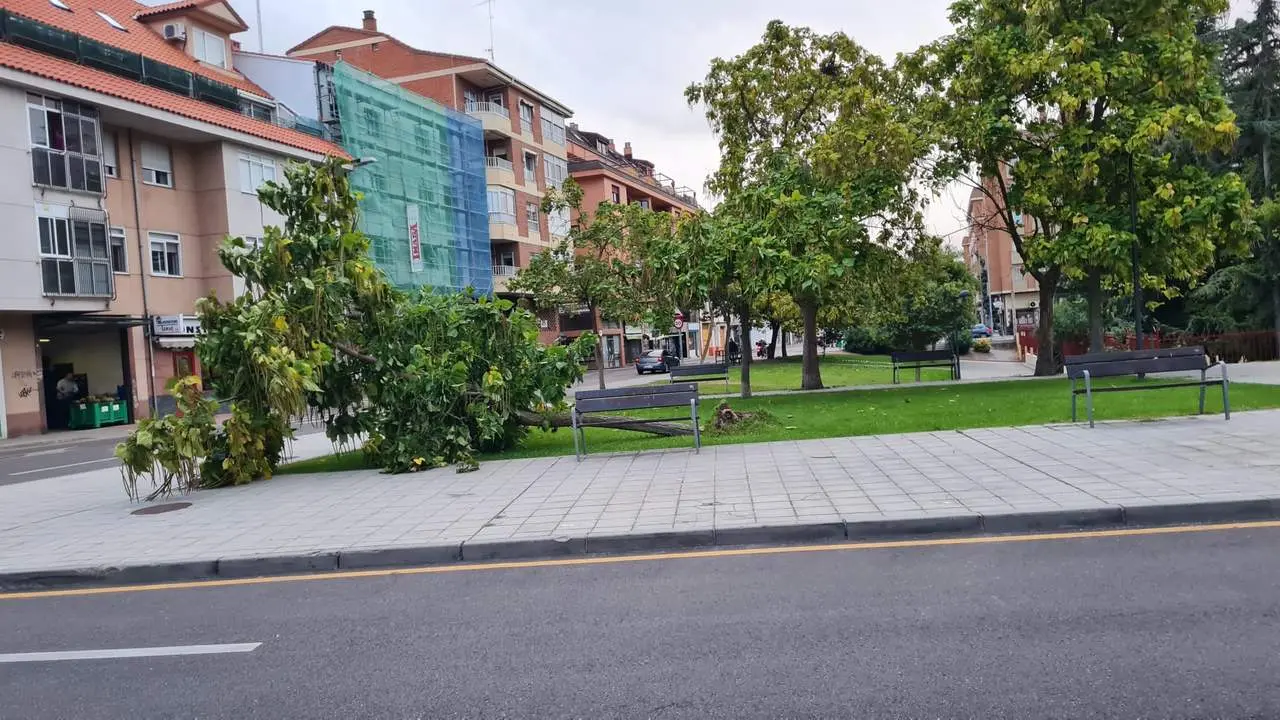 Árbol caido Borrasca Aitor