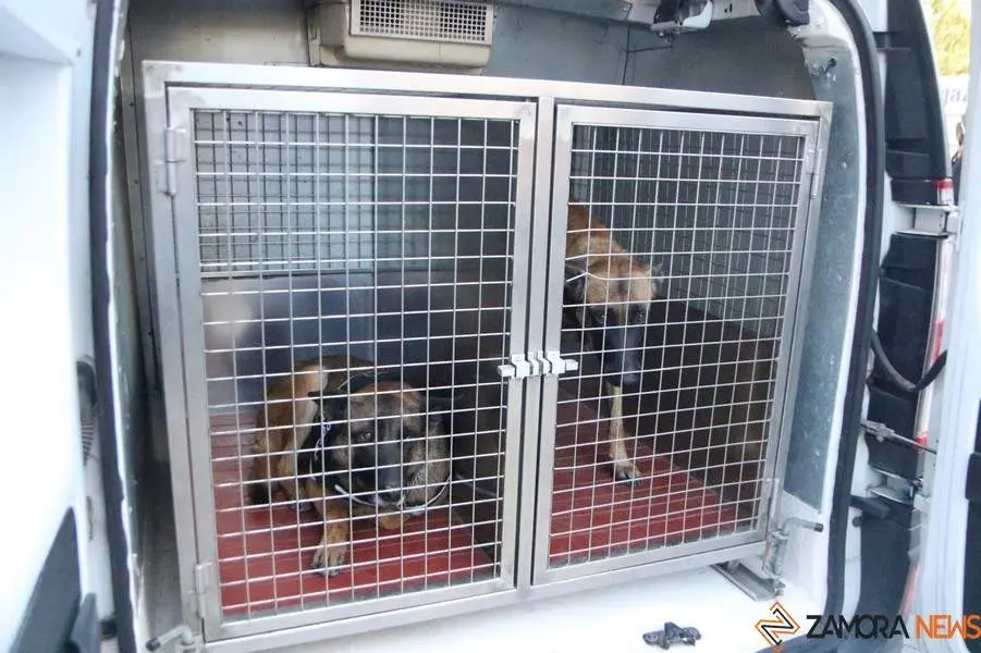 carrera policía _26