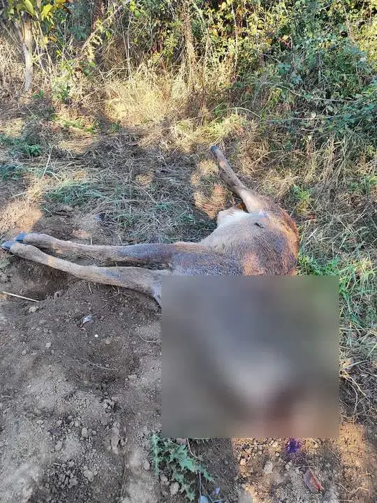 Macho de ciervo abatido a tiros y decapitado para llevarse el trofeo