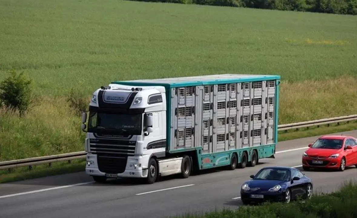 Transporte Animal Archivo