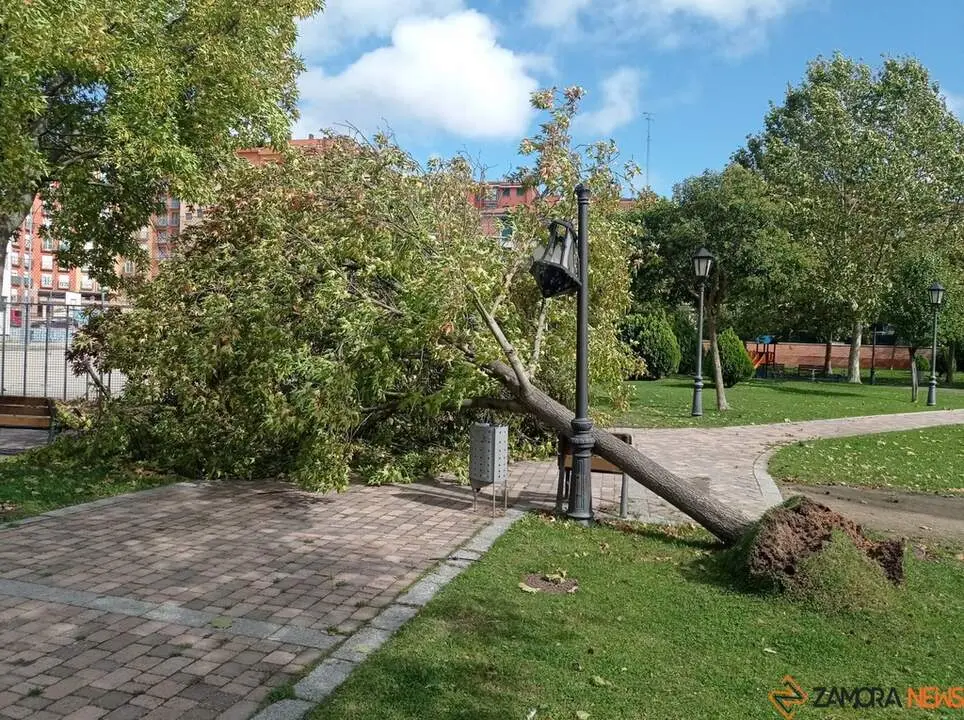 Destrozos Zamora Vientos