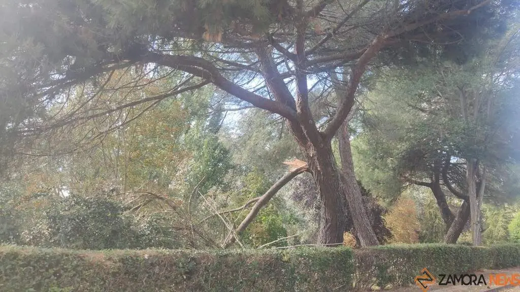 Destrozos Zamora Vientos_6