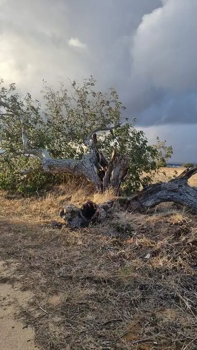 árbol hueco de Morales del Vino