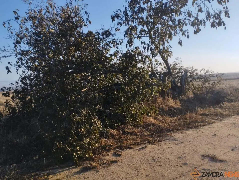 árbol hueco de Morales del Vino