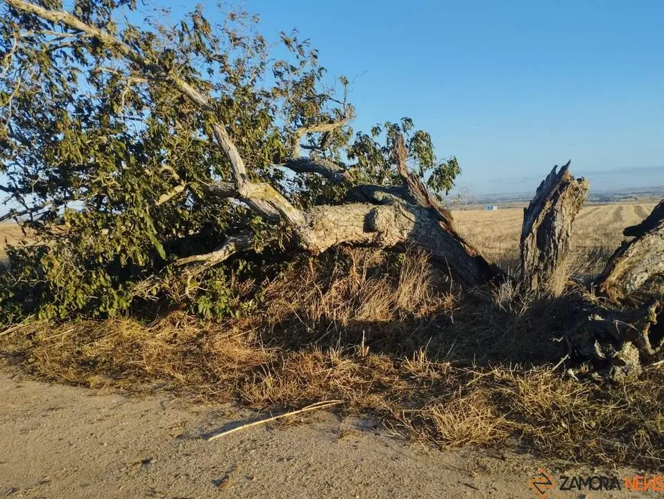 árbol hueco de Morales del Vino_2