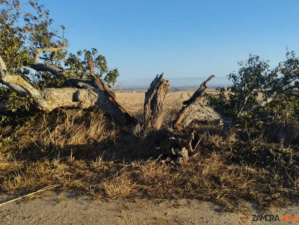 árbol hueco de Morales del Vino_3