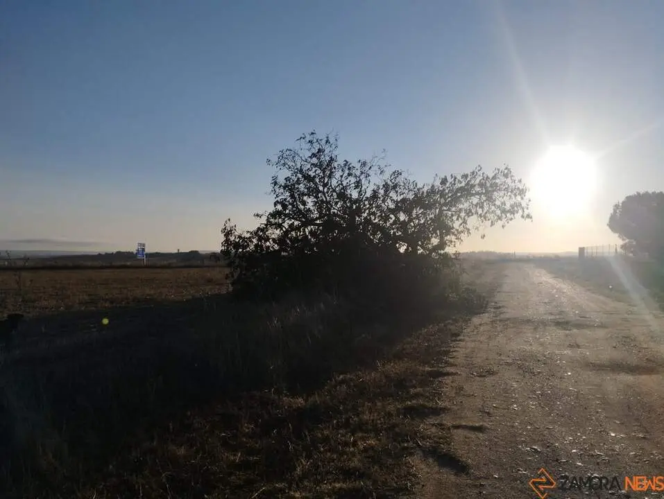 árbol hueco de Morales del Vino_4