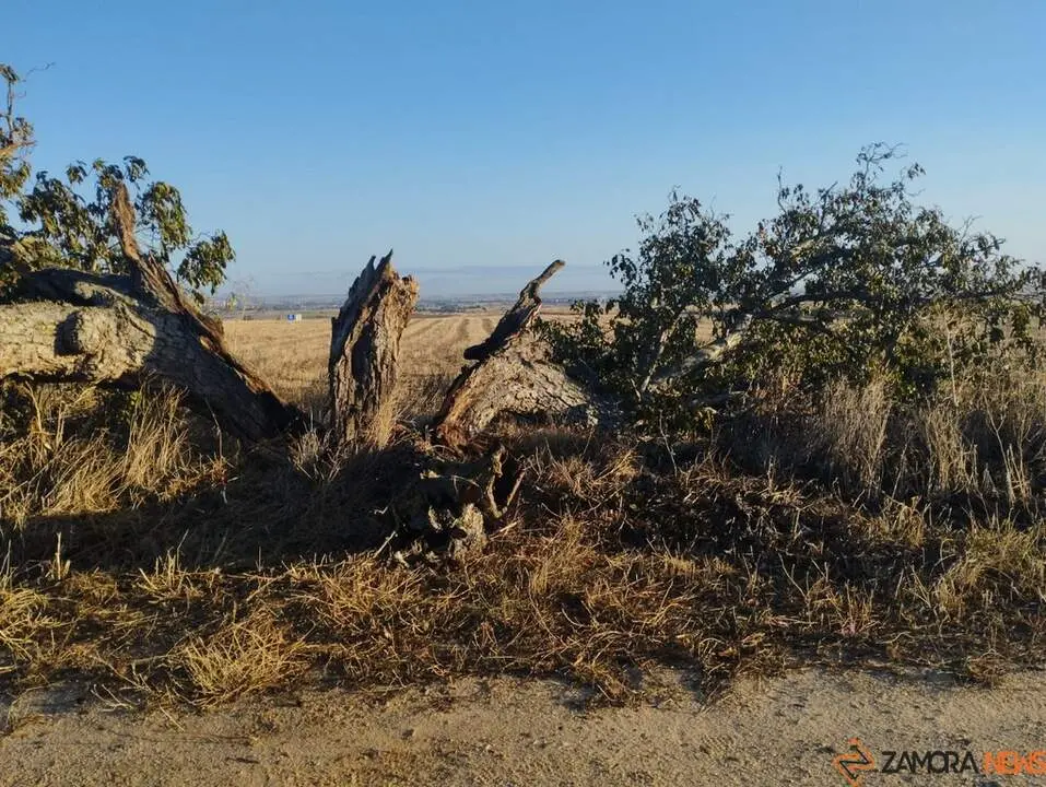 árbol hueco de Morales del Vino_5