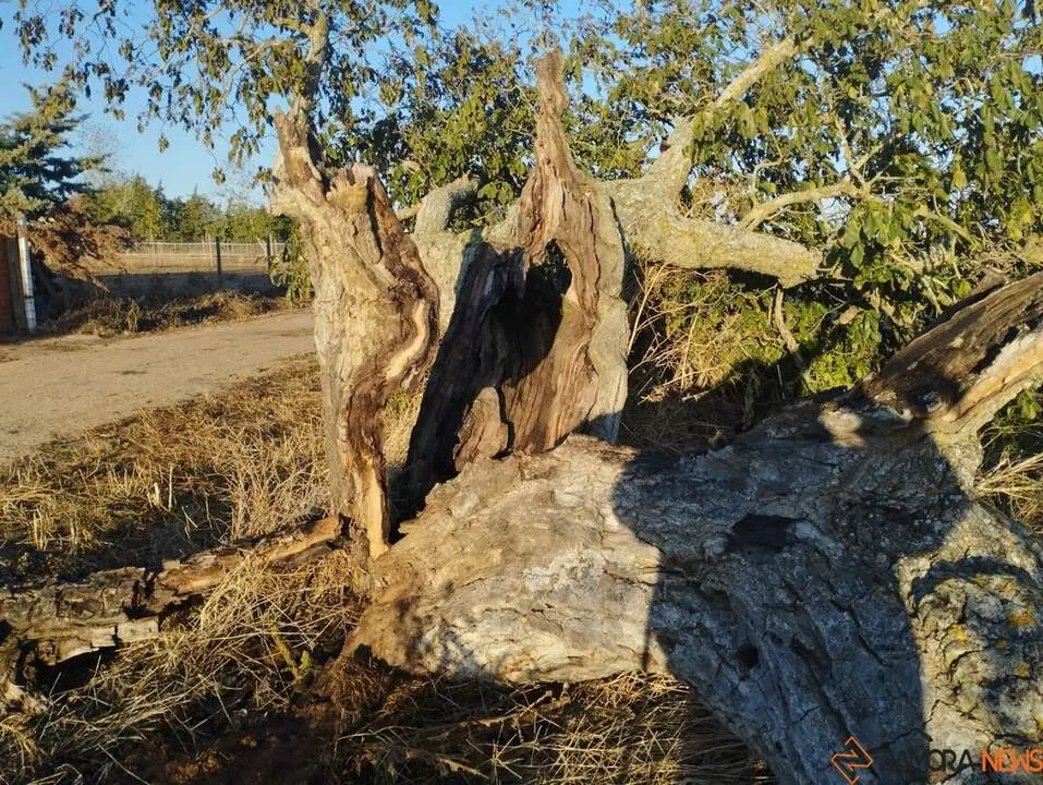 árbol hueco de Morales del Vino_6