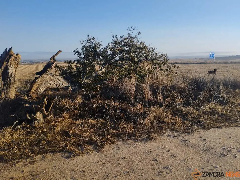 árbol hueco de Morales del Vino_7