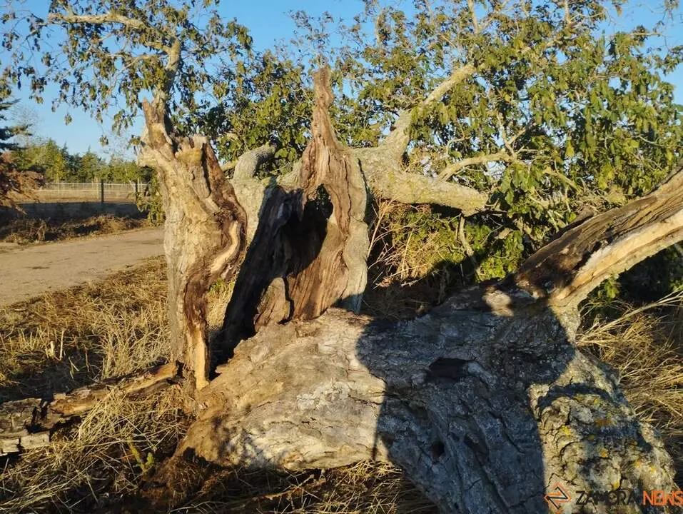 árbol hueco de Morales del Vino_8