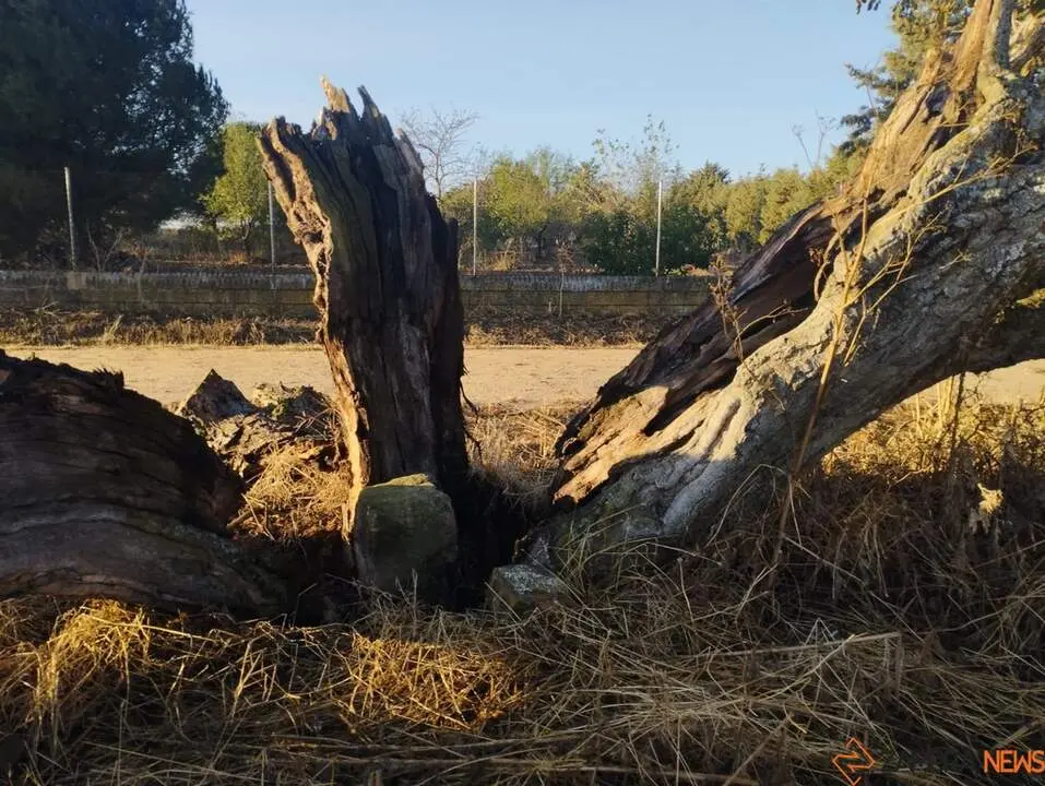 árbol hueco de Morales del Vino_9