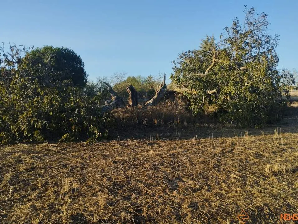 árbol hueco de Morales del Vino_10