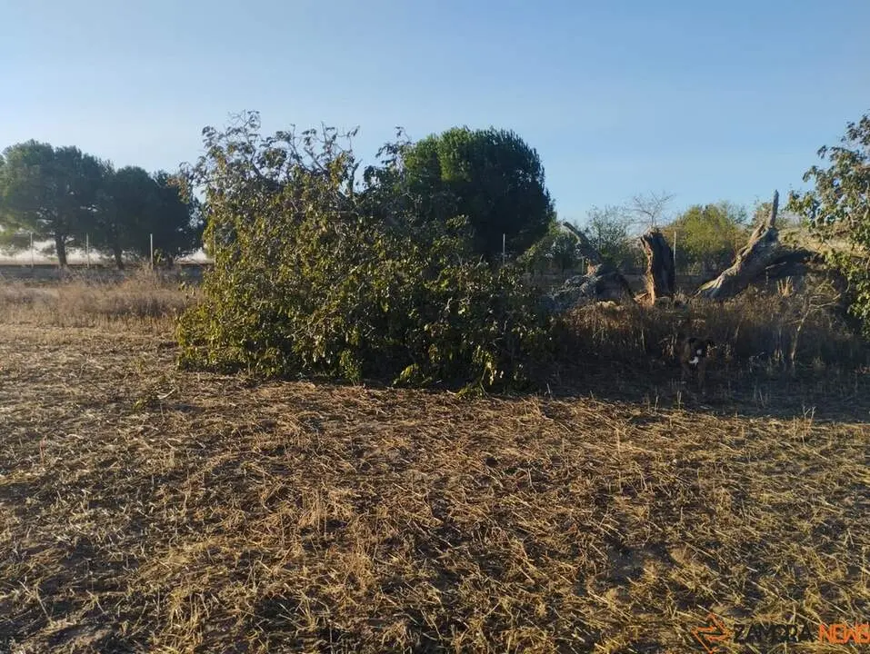 árbol hueco de Morales del Vino_11