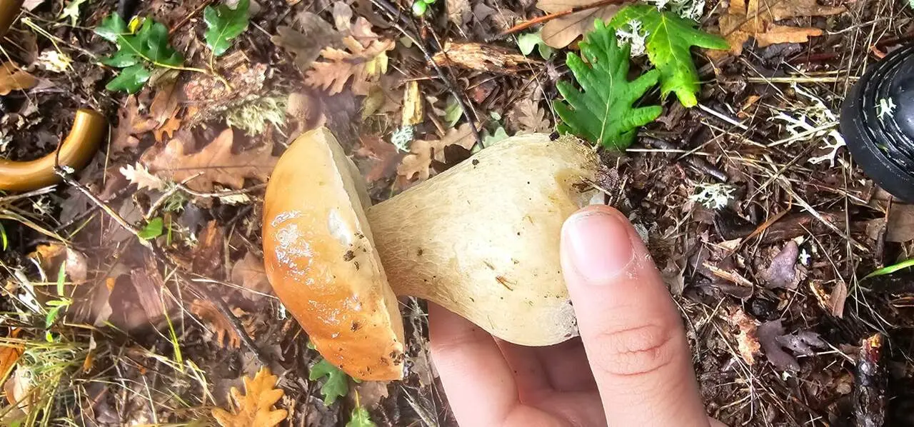 boletus sanabria