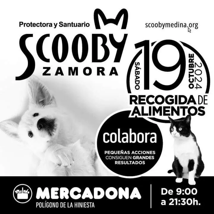 Scooby Recogida Alimentos