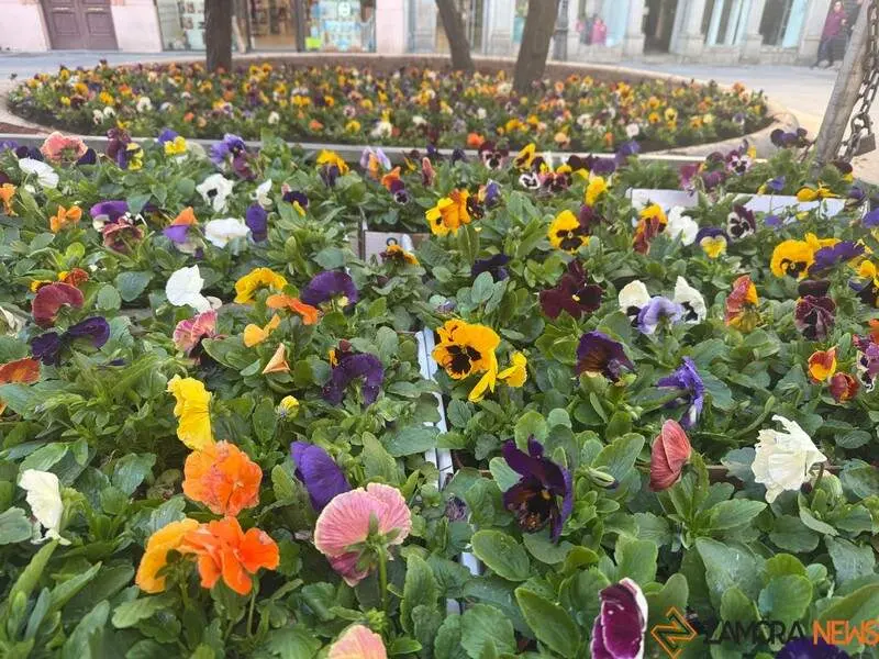 flores Plaza Sagasta _3