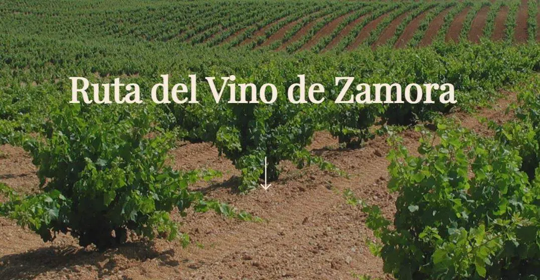 Ruta del Vino Zamora