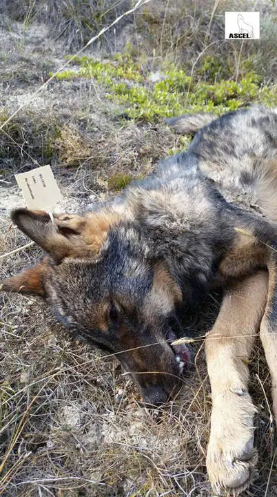 Figura 1_Uno de los 1847 lobos cuya caza fue autorizada por JCyL