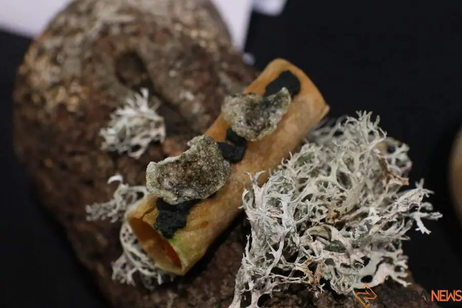 Concurso Oficial de Pinchos y Tapas _14