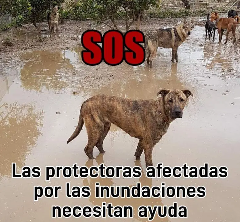 Animales afectados DANA