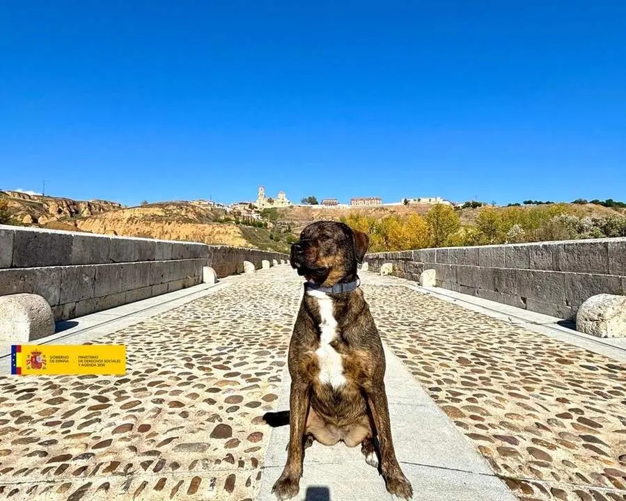 Animales Abandonados en Toro
