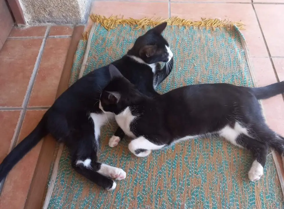 Gato robado Fadon