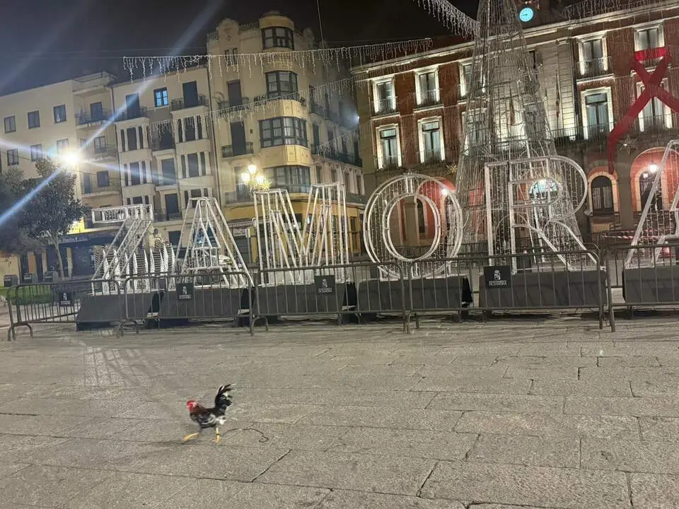 gallo paseante