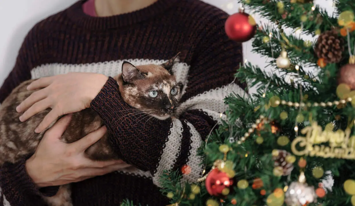 Gatos en navidad