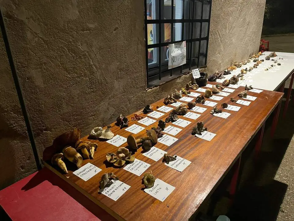 Jornadas Gastronómico-Micológicas de Pozuelo de Vidriales (2)