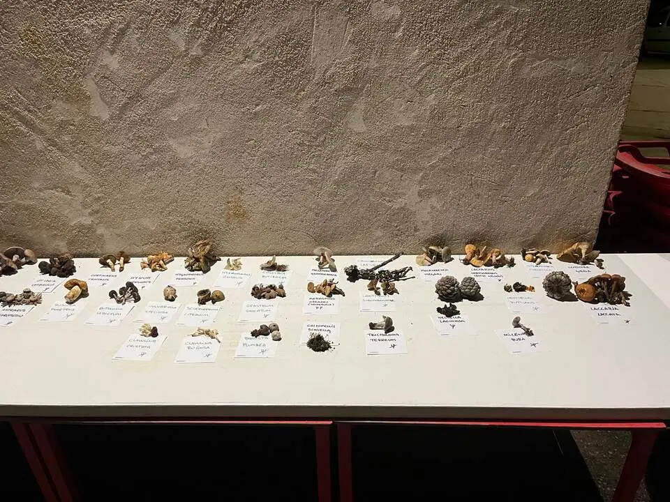 Jornadas Gastronómico-Micológicas de Pozuelo de Vidriales (3)