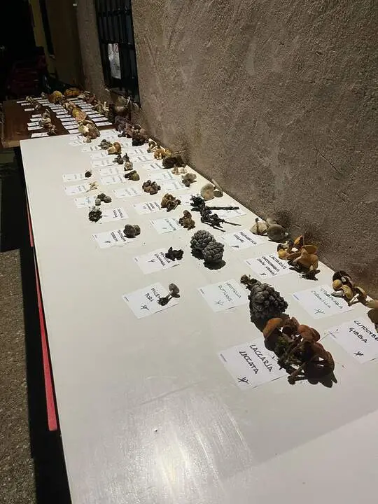 Jornadas Gastronómico-Micológicas de Pozuelo de Vidriales (10)