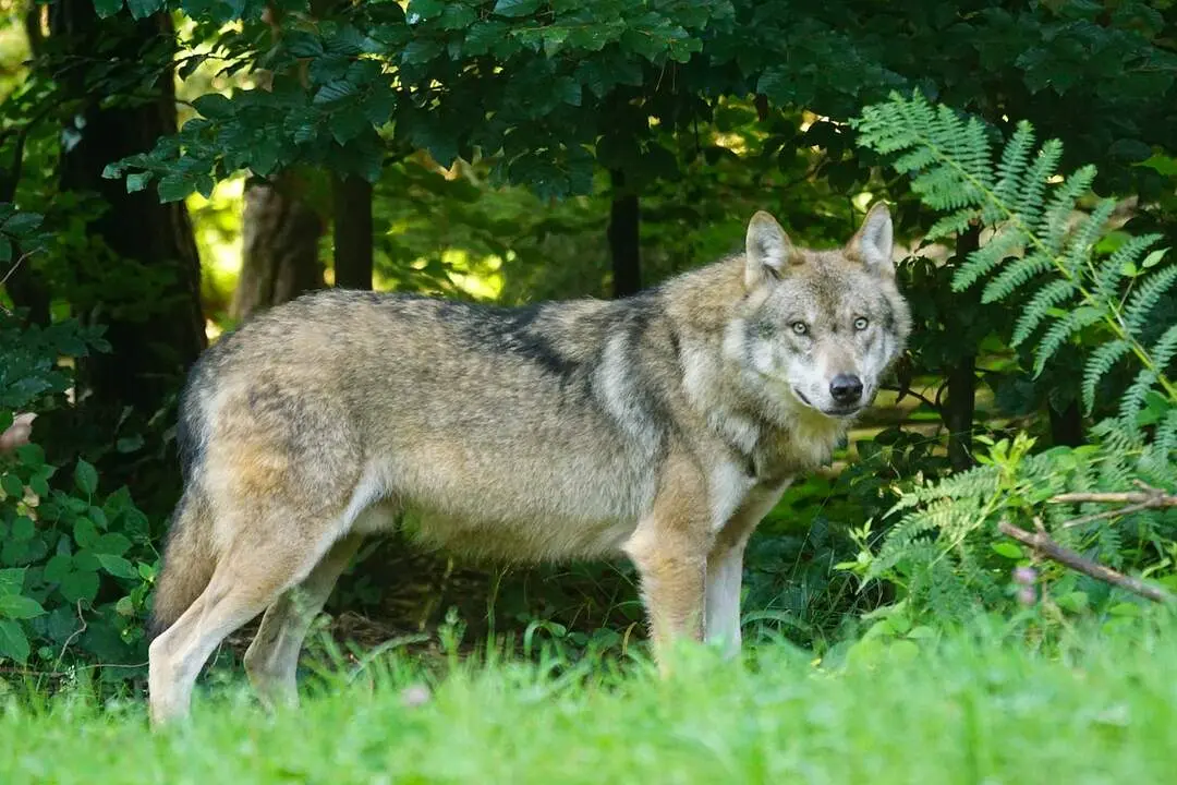 Lobo Archivo