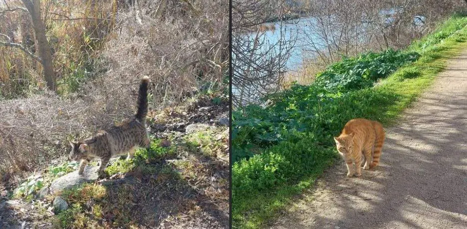 gatos perdidos zamora