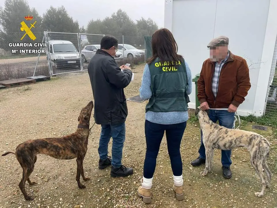 La Guardia Civil de Zamora logra identificar y recuperar los galgos robados en la provincia