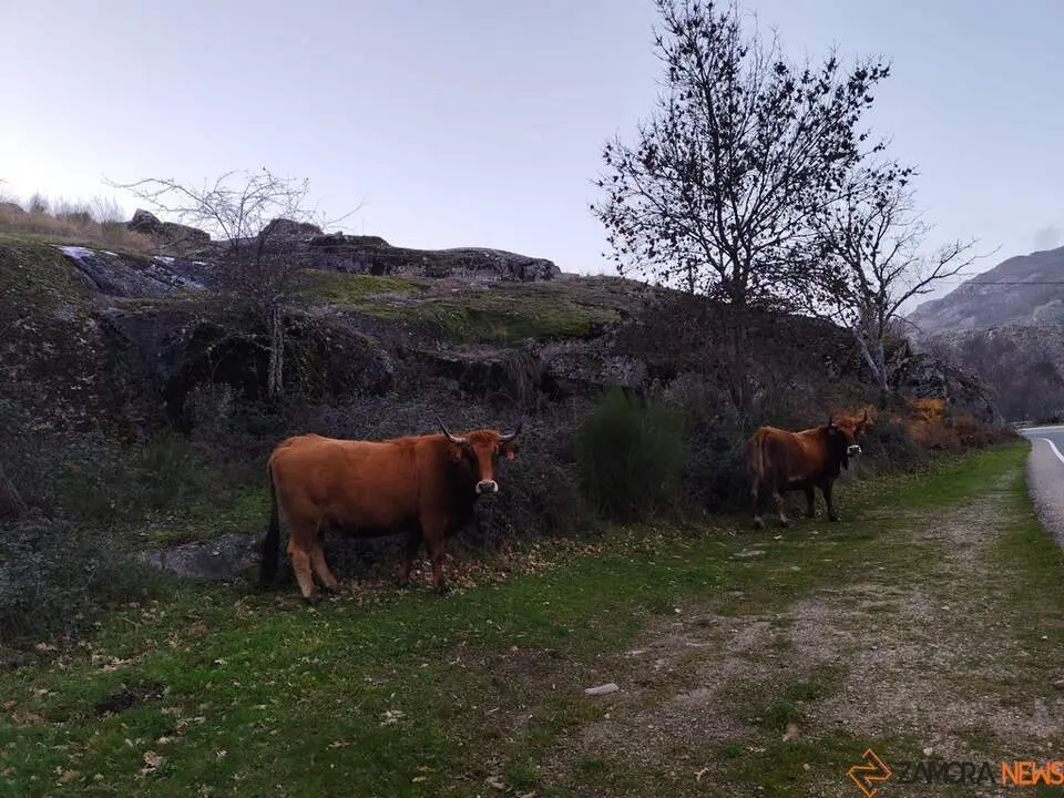 imagen de archivo vacas