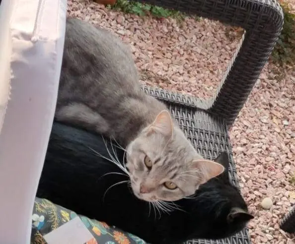 Gato Perdido
