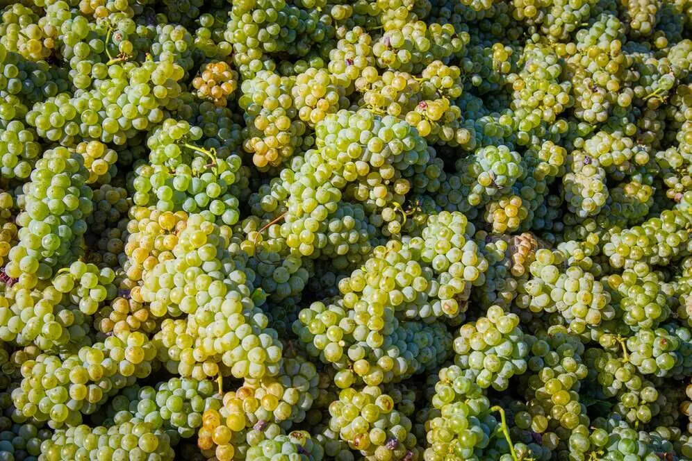 Uvas Archivo