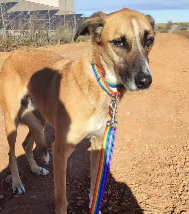 Perro Desaparecido