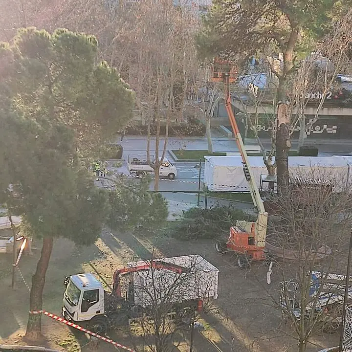 efectivos de Zamora limpiando en la Marina la zona del árbol caido