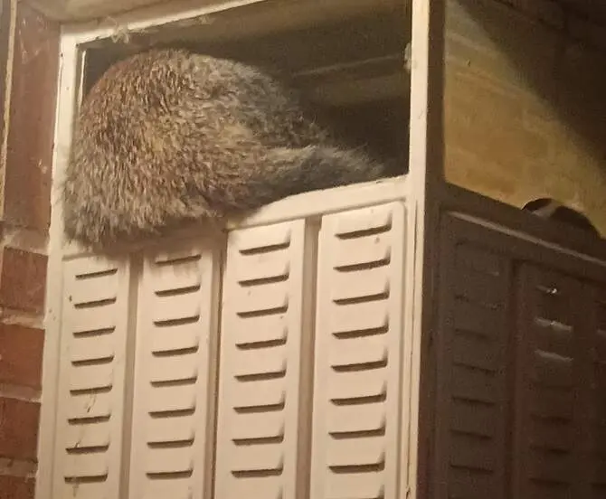 Zorro rescatado, Interbenvanete