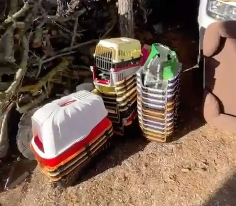 Asociación Animales Toro