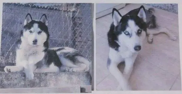 Golfo, perro perdido