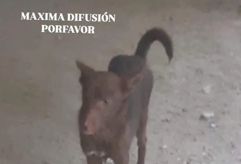 Perra perdida Sayago